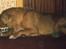 Nova scotia duck tolling retriever Marquis R'I'P