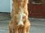 Nova scotia duck tolling retriever Marquis R'I'P