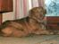 Nova scotia duck tolling retriever Marquis R'I'P