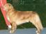 Nova scotia duck tolling retriever Marquis R'I'P