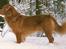 Nova scotia duck tolling retriever Marquis R'I'P