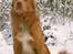Nova scotia duck tolling retriever Marquis R'I'P