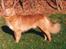 Nova scotia duck tolling retriever Marquis R'I'P