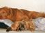 Nova scotia duck tolling retriever Marquis R'I'P