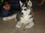 Siberian husky Tayson - 8 uger
