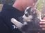 Siberian husky Tayson - 6 uger