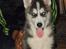 Siberian husky Tayson - 8 uger