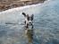 Siberian husky Tayson - 14 uger
