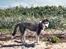 Siberian husky Tayson - 14 uger