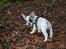 Fransk bulldog Betty Boop