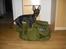 Engelsk toy terrier Alf