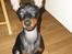 Engelsk toy terrier Alf