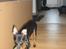 Engelsk toy terrier Alf
