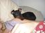 Engelsk toy terrier Alf