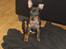 Engelsk toy terrier Alf