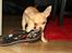 Chihuahua Noobie The Ninja