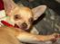Chihuahua Noobie The Ninja