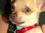 Chihuahua Noobie The Ninja