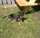 Russisk toy terrier bella 