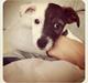Jack russell terrier Eddie Two Face