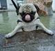 Mops Gizmo