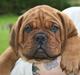 Dogue de bordeaux Shadow of Oak Excalibur