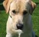 Labrador retriever Spiki