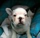 Fransk bulldog Timon