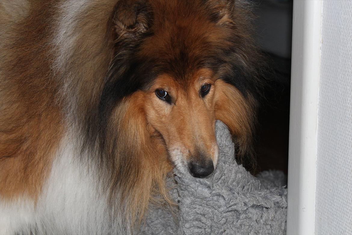 Collie langhåret Tiger billede 9