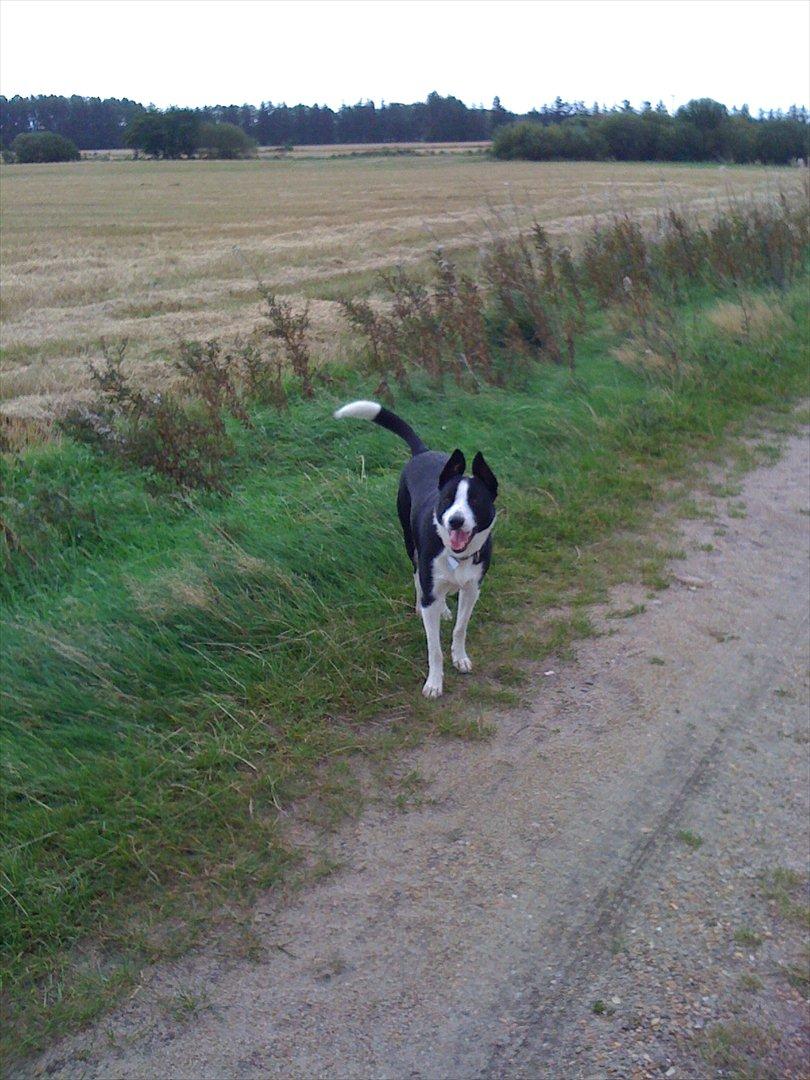 Blanding af racer Bølle billede 1