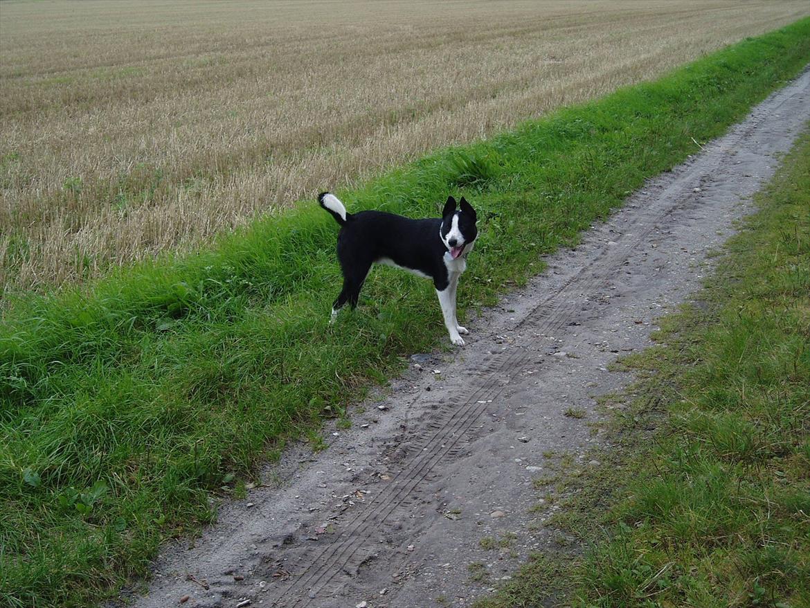 Blanding af racer Bølle billede 3