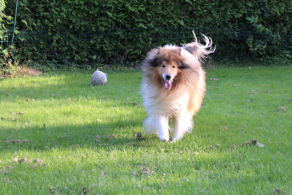 Collie langhåret Tiger billede 3