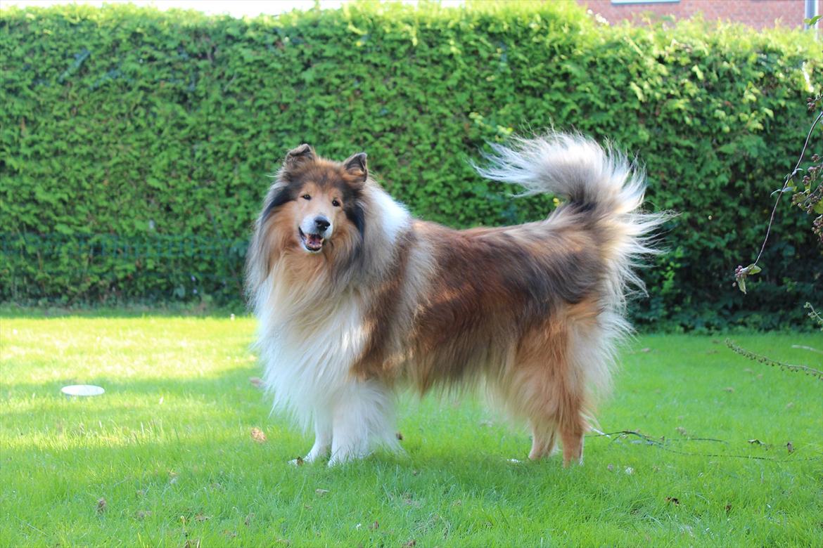 Collie langhåret Tiger billede 1