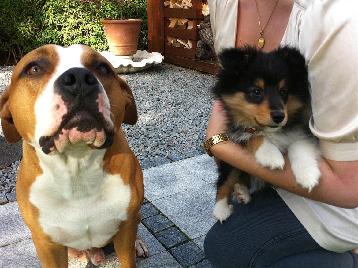 Shetland sheepdog Baloo billede 10