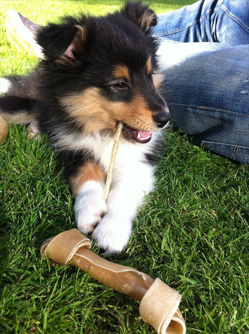 Shetland sheepdog Baloo billede 9