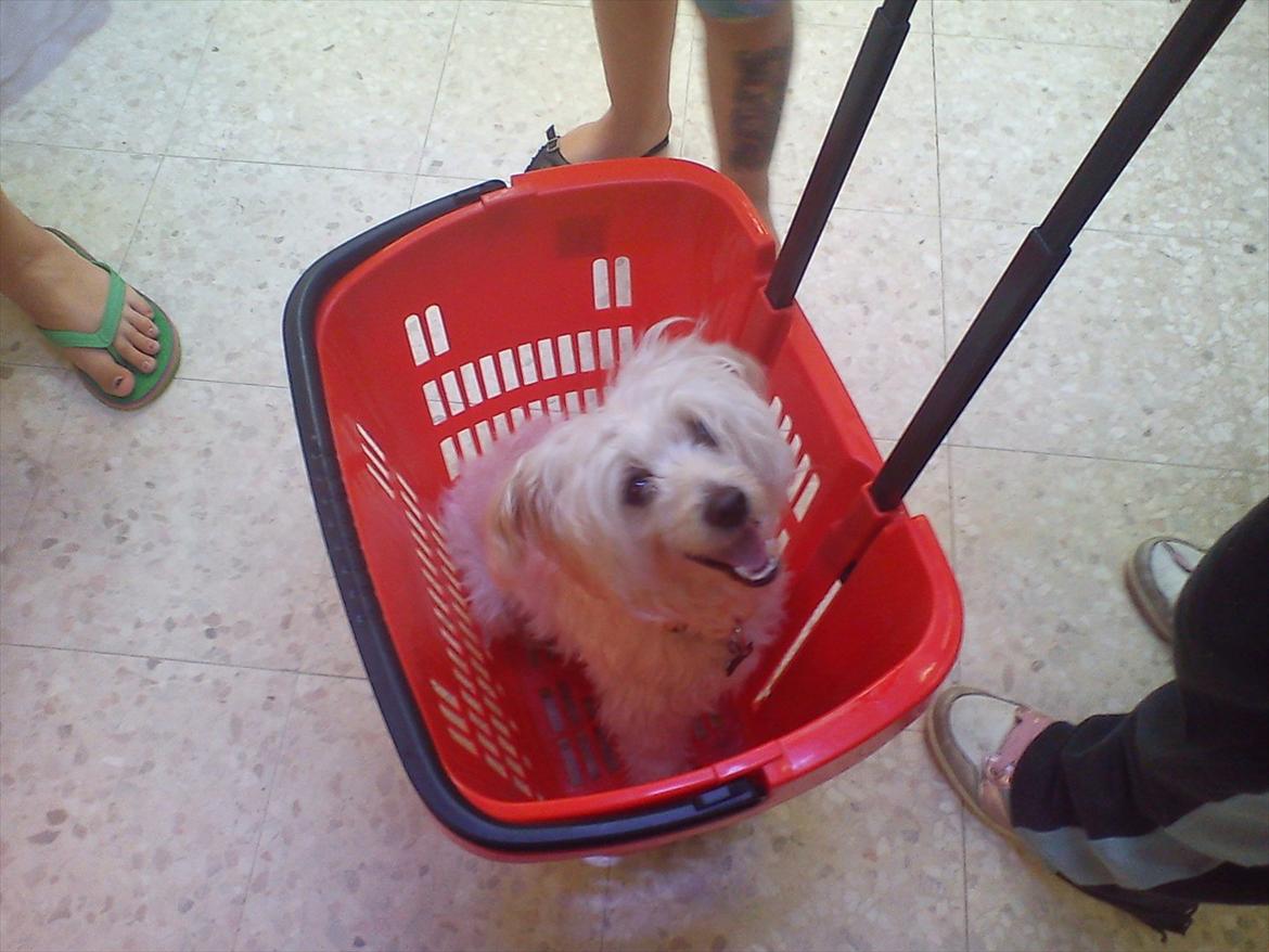 Chinese crested powder puff Bumle <3 - Bumle på shopping i Aalborg billede 15