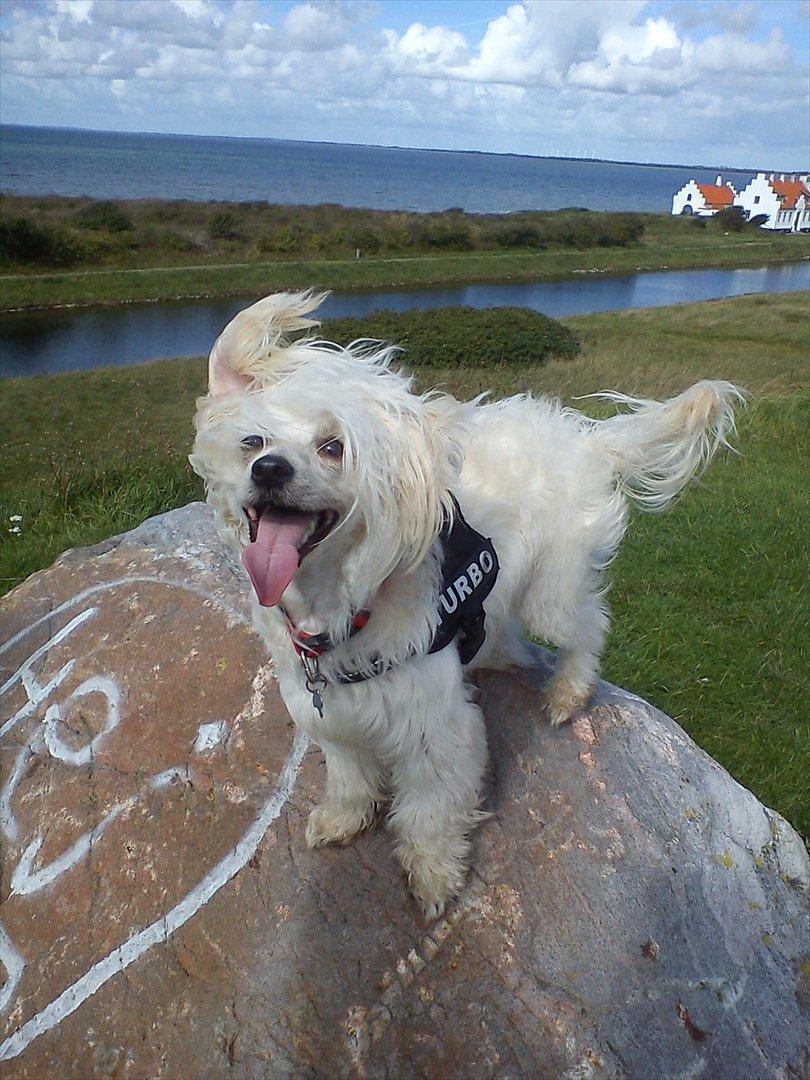 Chinese crested powder puff Bumle <3 - Bumle styre Løgstør :P billede 2