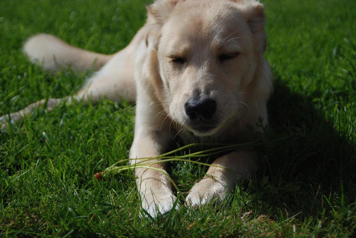 Blanding af racer Bertram - Med en hjemmedyrket mini-gulerod. :o) 8. september 2011. billede 16