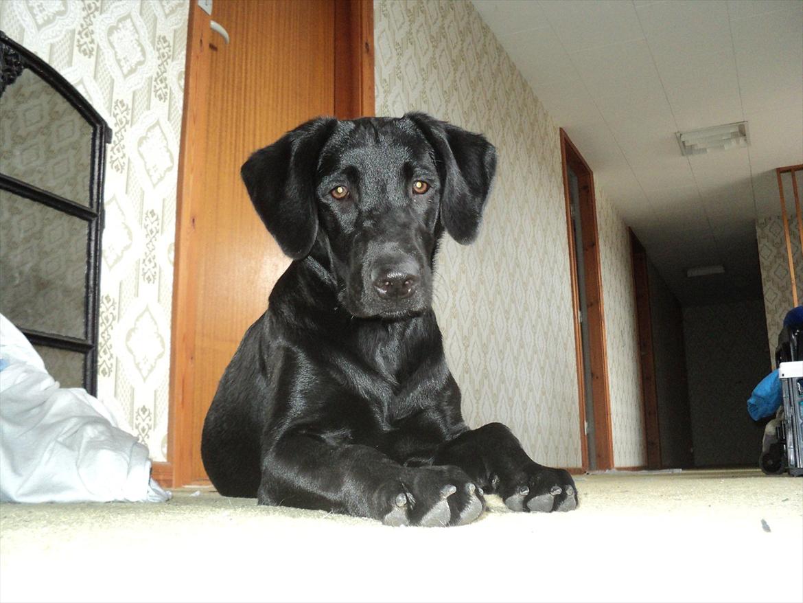 Labrador retriever Jessy <3 R.I.P ;( - Den dejlige baby :* billede 1