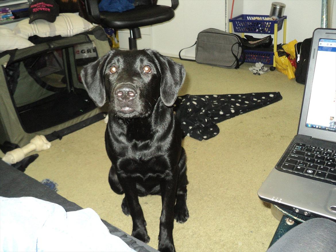 Labrador retriever Jessy <3 R.I.P ;( billede 2