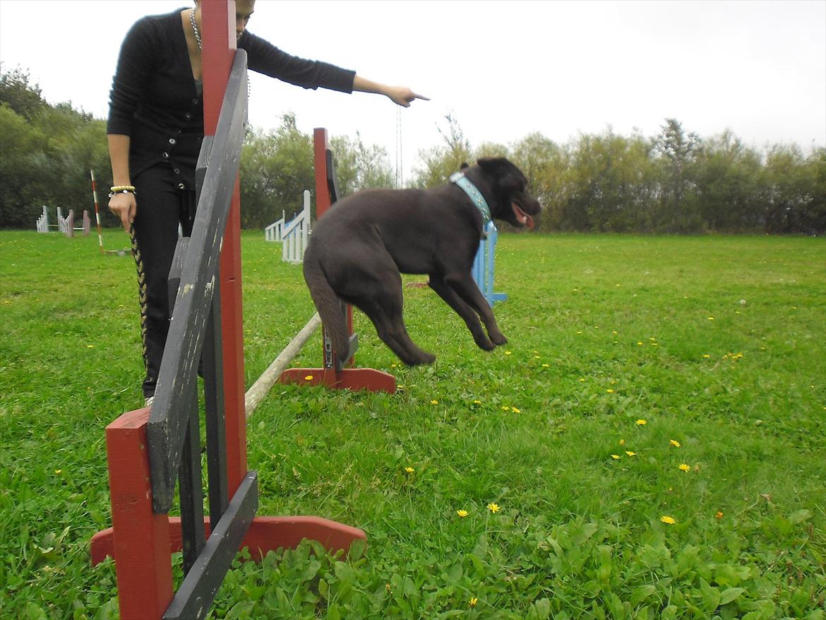 Labrador retriever Aslan - HOOOOP! ;D billede 10