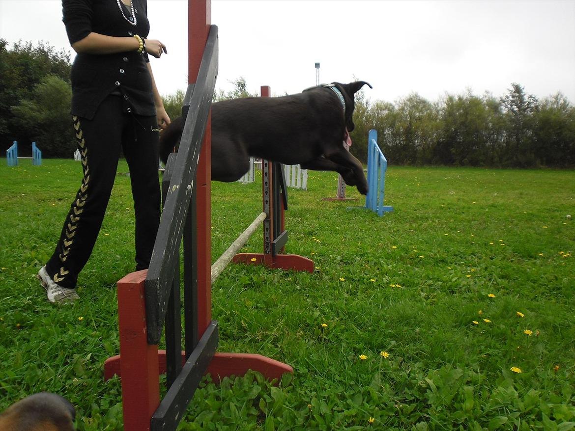 Labrador retriever Aslan - Spring Aslan!! :P billede 12