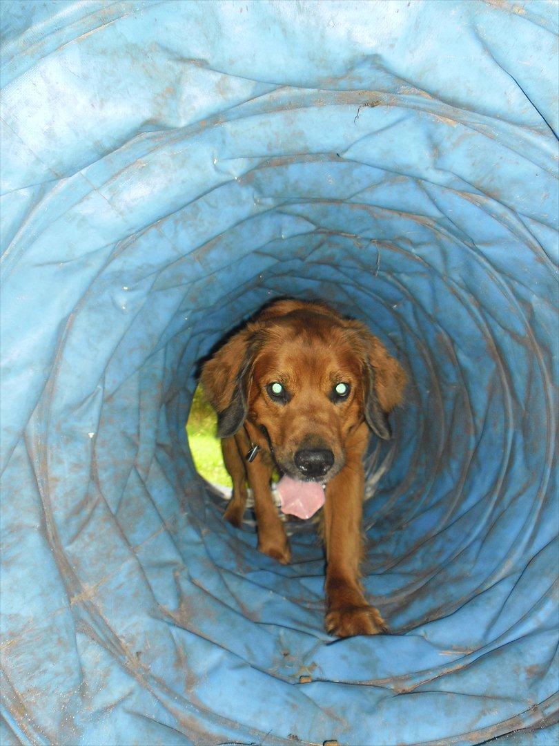 Blanding af racer Pumba billede 7