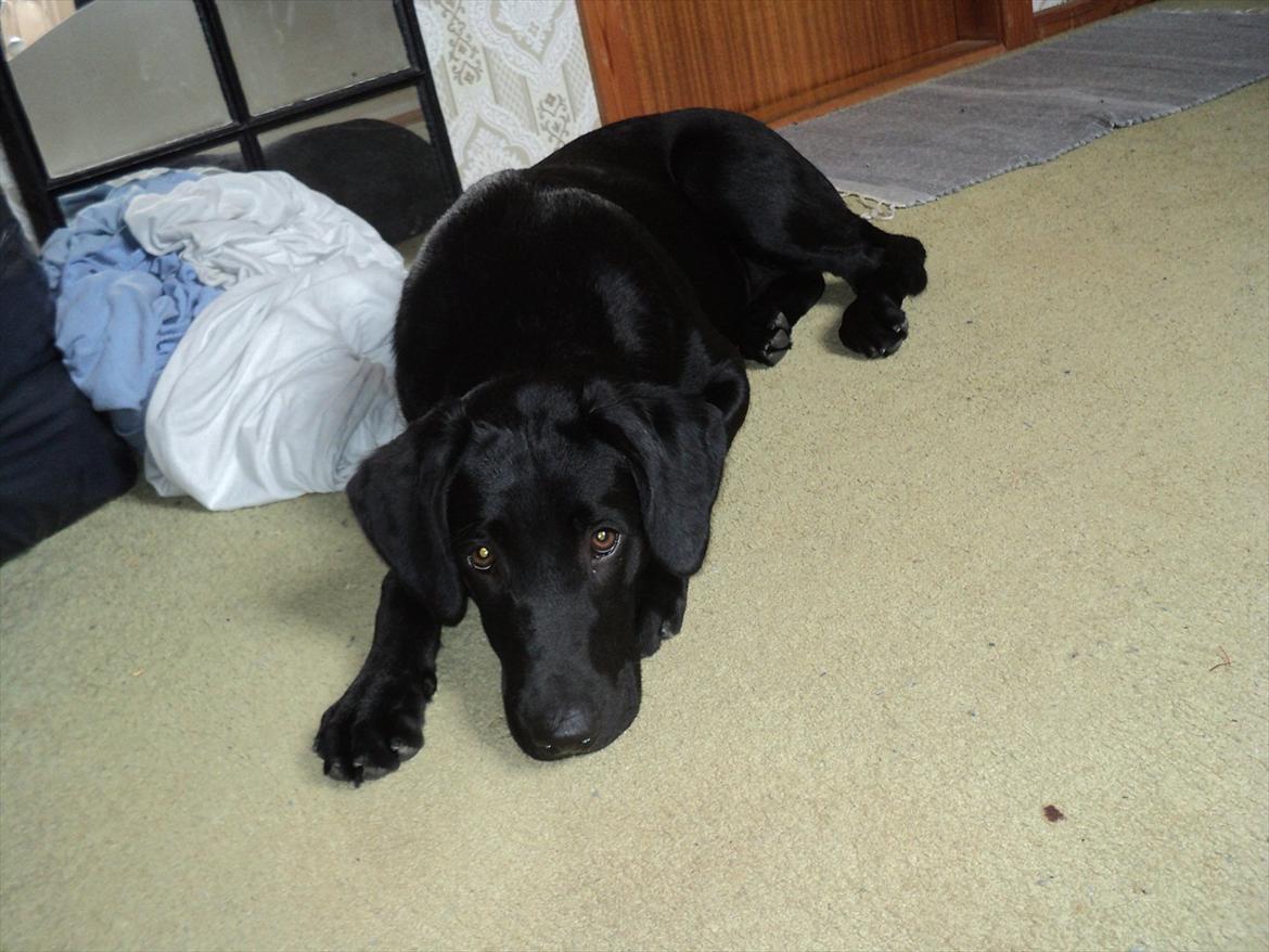 Labrador retriever Jessy <3 R.I.P ;( billede 5