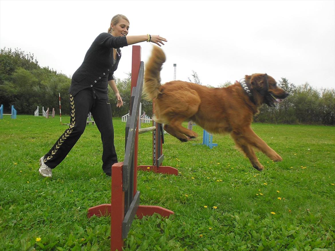 Blanding af racer Pumba billede 9