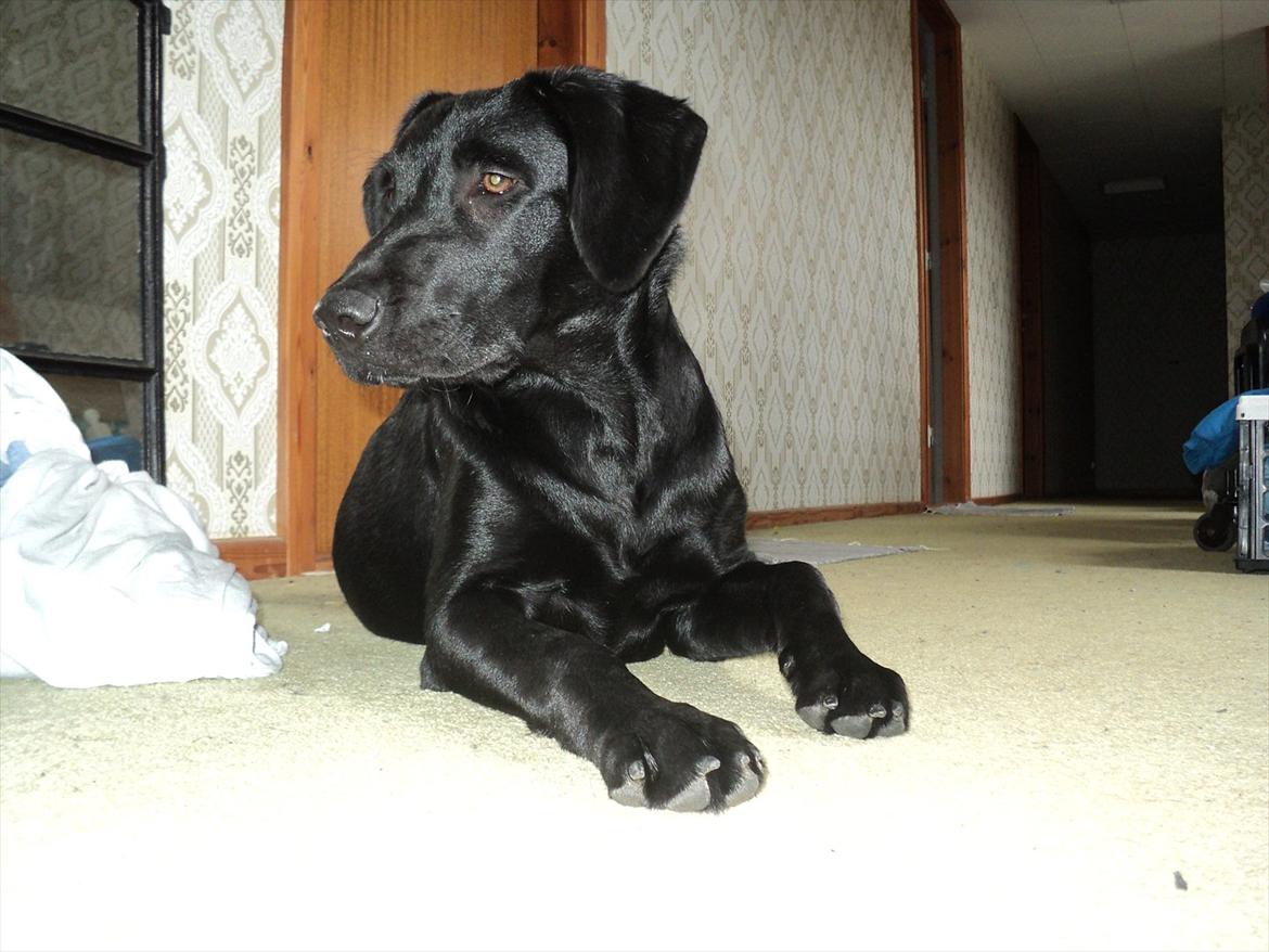 Labrador retriever Jessy <3 R.I.P ;( - nuttede lille hund <3  billede 6