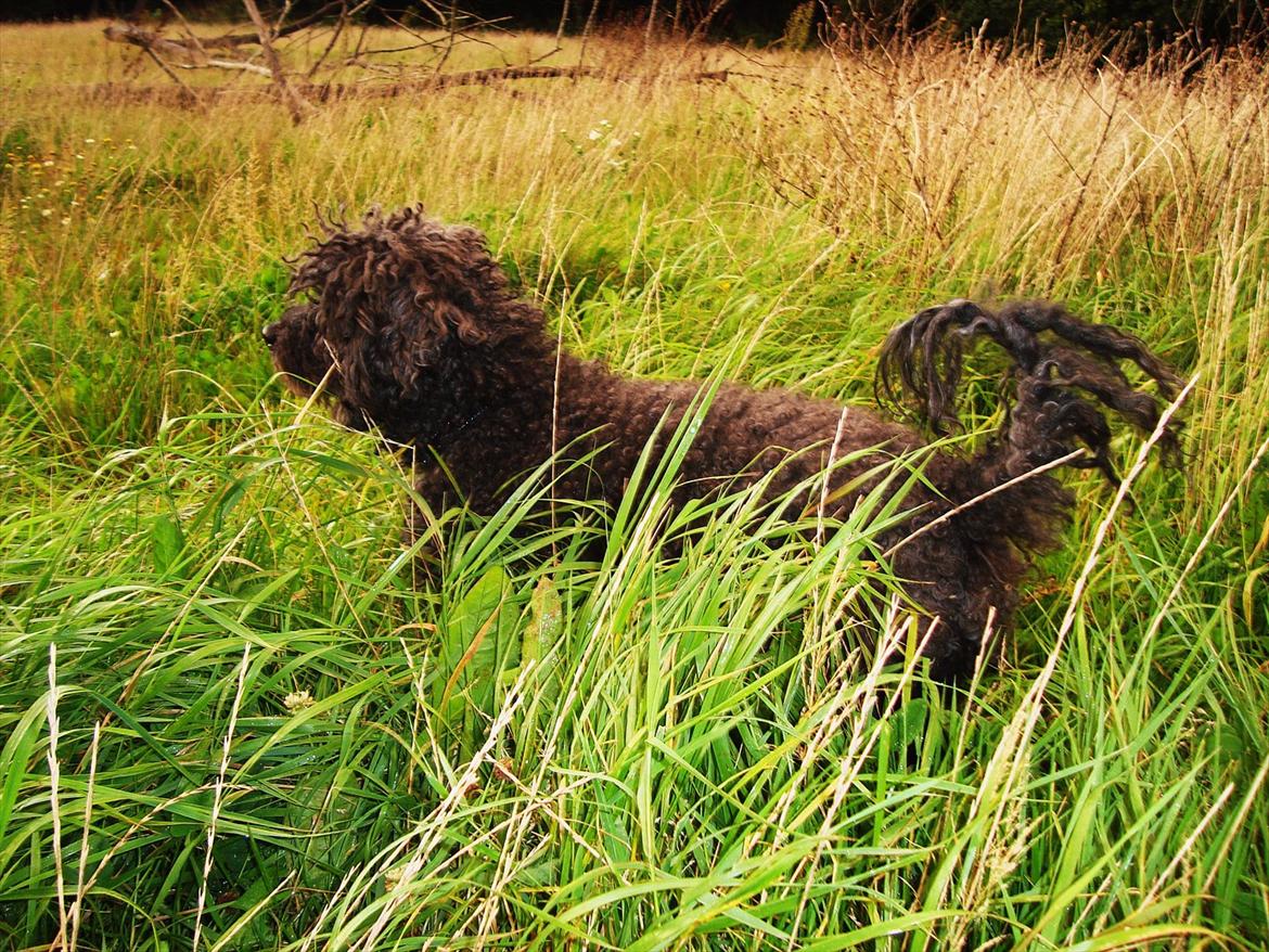 Mellempuddel Uffe billede 3
