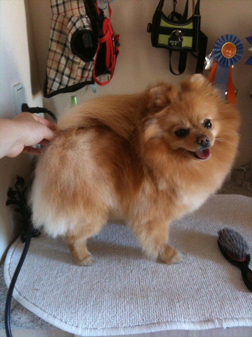 Pomeranian Pomzoo's Ice On Fire Amy billede 1