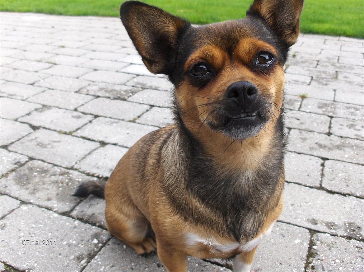 Blanding af racer Mille billede 18