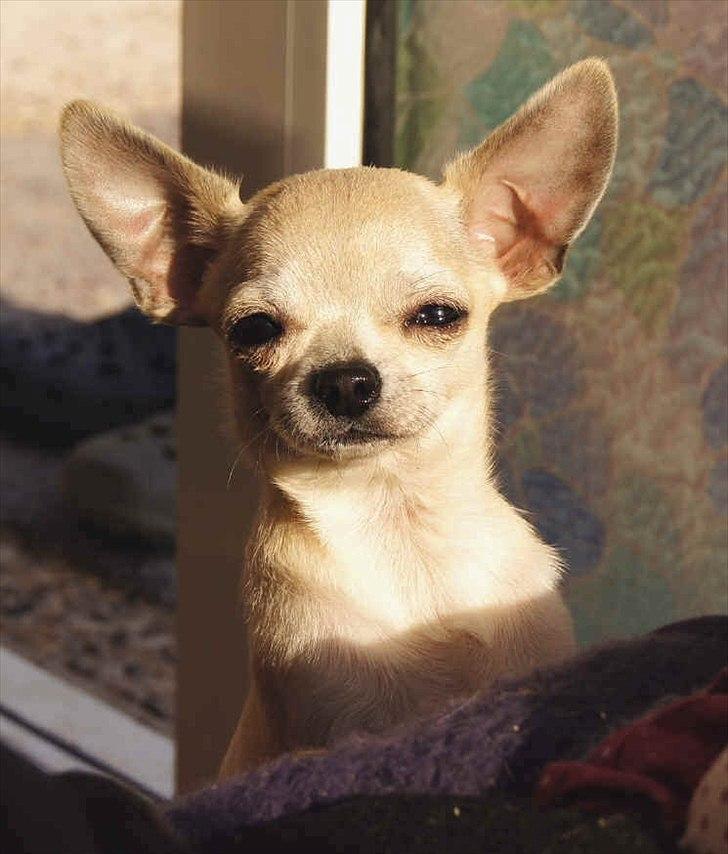 Chihuahua Prinz (Früsli) billede 4